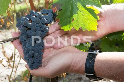 Hand Holding Fresh Red Bunch of Grapes In The Vineyard Stock Photos
