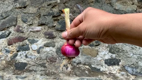 Hand Holding a Fresh Red Onion Against a Stone Wall Stock Footage 342408378