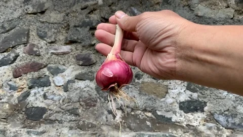 Hand holding a fresh red onion bulb with roots Stock Footage 342408437