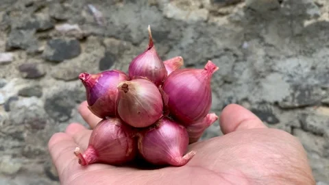 Hand Holding Fresh Shallots Cluster Stock Footage 342408490