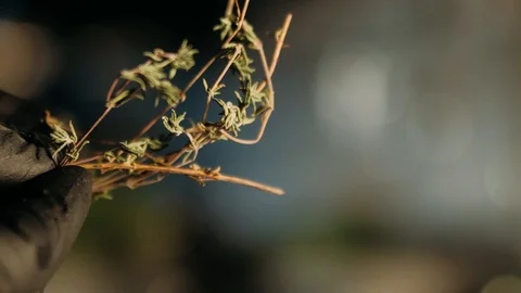 Hand holding fresh thyme Stock Footage 125458599