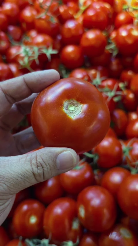 A hand holding Fresh tomato while shopping in a supermarket Stock Footage 341554766