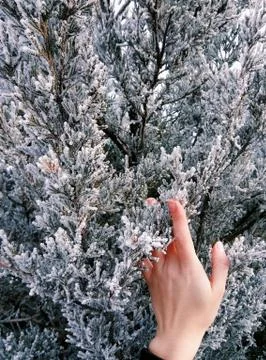 Hand holding frosted pine tree Stock Photos