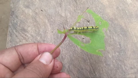 Hand Holding Gedi Leaf with Green Caterpillar Pest Close Up Stock-Footage 333567740