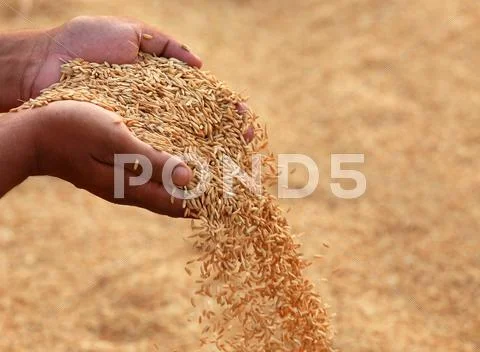 Hand Holding Golden Paddy Seeds