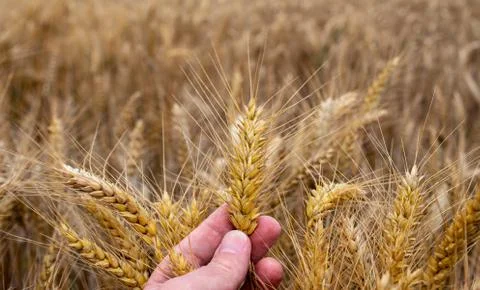 Hand holding the golden wheat straw. Stock Photos