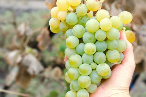 Hand holding grape bunch, sort of Chardonnay, White sort wine, autumn harvest Stock Photos