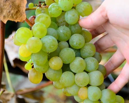 Hand holding grape bunch, sort of Chardonnay, White sort wine, autumn harvest Stock Photos