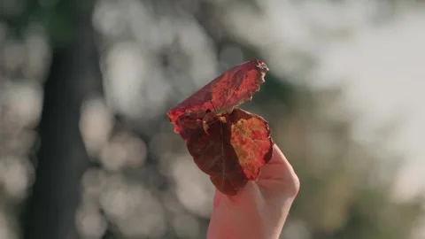 A hand holding a grape leaf with a brownish color Stock-Footage 293724156