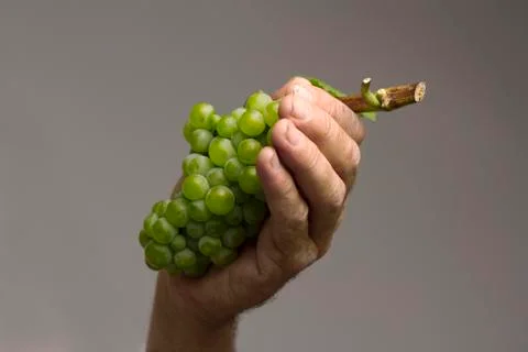 Hand holding a grape Stock Photos
