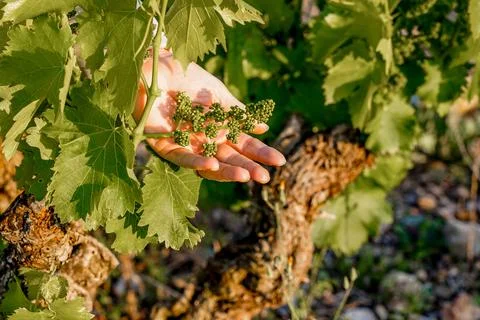 Hand holding grapevine budding fruit in la rioja vineyard Photos