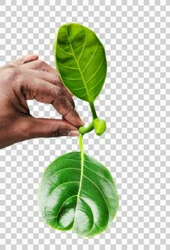A hand holding green Jackfruit tree branch with leaf isolated,  plant with root Stock Photos