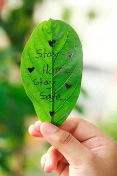 Hand holding green leaf with a message that stay home and stay safe. Stock Photos
