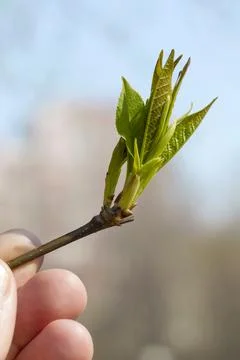 A hand holding a green leaf tree branch and a blue sky from behind. Stock-Fotos