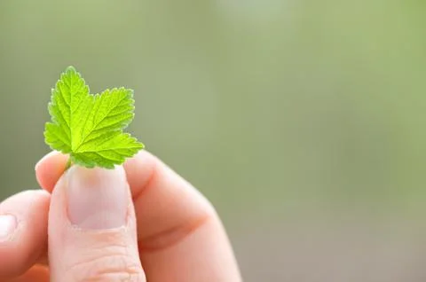 Hand holding a green spring leaf. 스톡 사진