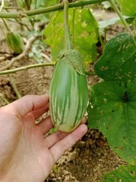 Hand Holding Green Striped Eggplant on the Vine Stock Photos