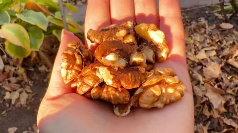 Hand holding a handful of walnuts Stock Footage 290189273