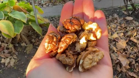 Hand holding a handful of walnuts Stock Footage 290189297