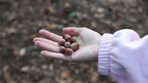 Hand Holding Hazelnuts in Autumn Forest 库存影片 346553357