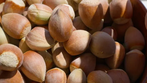 Hand holding hazelnuts Stock Footage 315238886