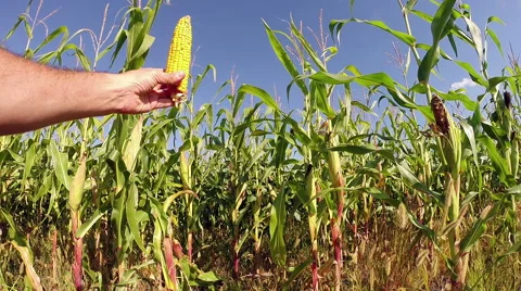 Hand Holding a Healthy Ear of Corn Stock Footage 44661609