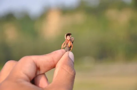 Hand holding hermit crab in shell. Stock Photos