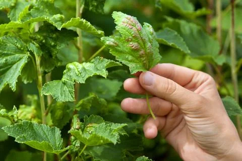 Hand holding ill leaf of red currant Stock Photos