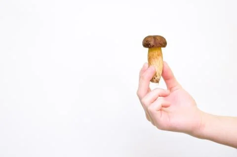Hand Holding ittle Fresh Forest Mushroom On White Background Stock Photos