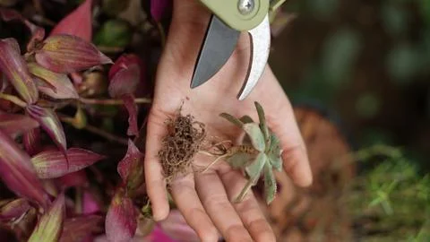Hand Holding a Juicy Plant with Garden Pruning Shear and Purple Plants Stock Photos