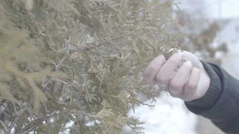 Hand holding Juniper Stock Footage 147755316