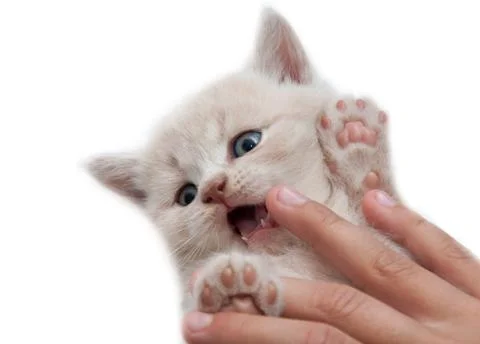The hand holding kitten Foto stock