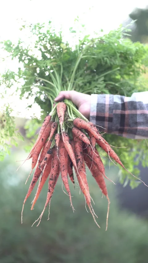 Hand holding a large bunch of freshly harvested organic carrots with green tops 库存影片 343685215