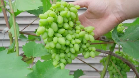 Hand holding large bunch of green grapes on vine close-up. Unripe grape cluster Vídeo Stock 342912132