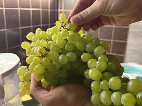 Hand Holding Large Bunch of White Seedless Grapes Stock Photos