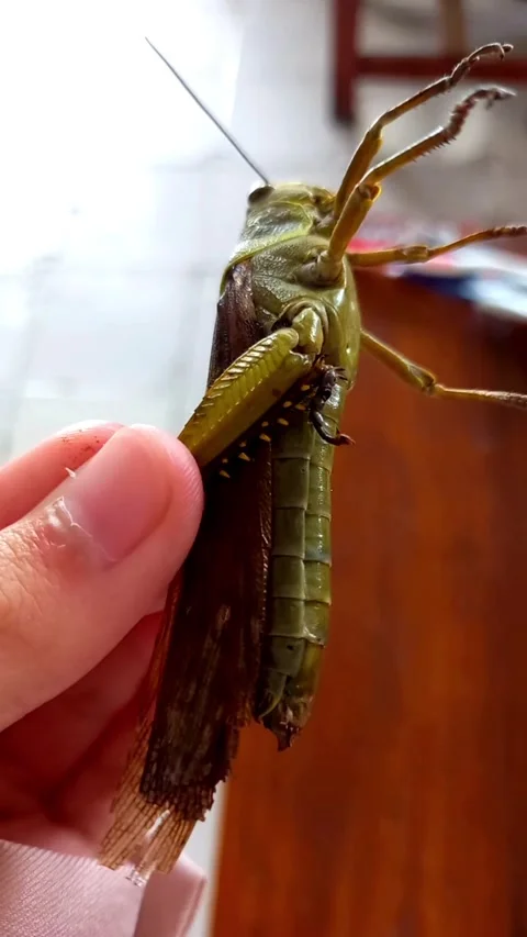 Hand Holding Large Green Grasshopper Breathing – Close Up Vertical Video Stock Footage 330039559