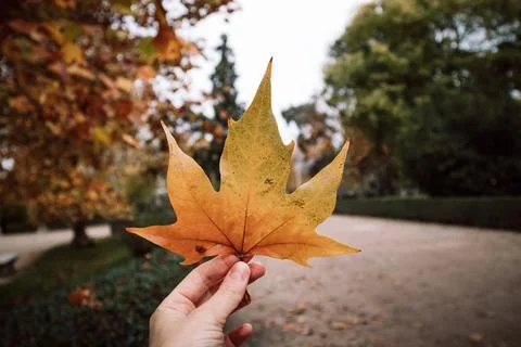 Hand holding a large orange maple leaf in an autumn park Stock Photos