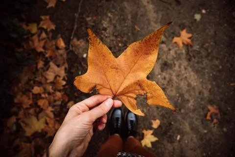 Hand holding a large orange maple leaf in an autumn park Stock Photos