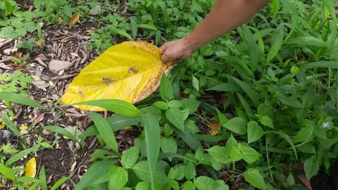 Hand holding large yellow leaf over green plants outdoors Stock Footage 343249155