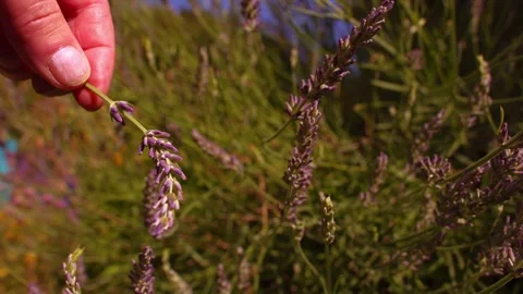 Hand holding lavender flowers Video stock 344747579