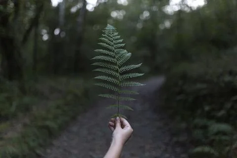 Hand holding leaf in forest Stock Photos