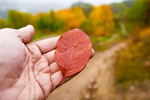 Hand holding leaf Stock Photos