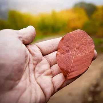 Hand holding leaf Stock Photos