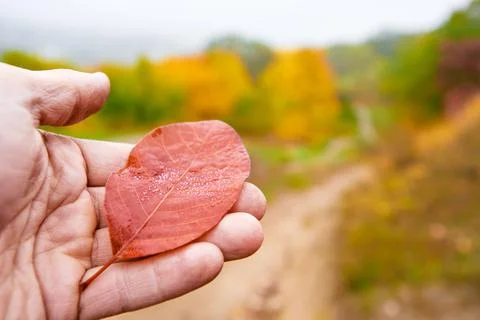 Hand holding leaf 스톡 사진
