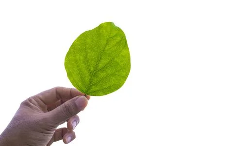 Hand holding leaf Stock Photos