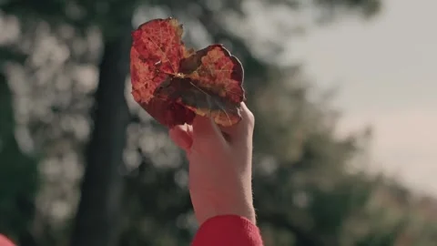 A hand holding a leaf with a red background Stock-Footage 293724009