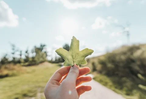 Hand holding a leaf in the sun Stock Photos