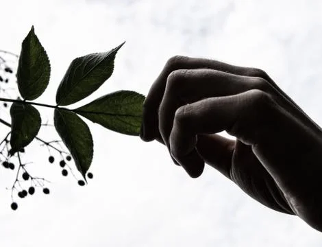 Hand holding a leaf of a tree Stockfoto's