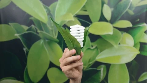 Hand holding LED Bulb with Lighting wrapped in green leaves on green nature b Stock Footage 121584166