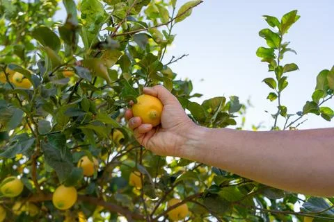 Hand holding a lemon straight from the tree. Collection of lemons with deno.. Stock Photos