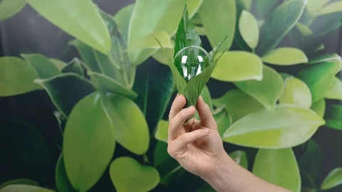 Hand holding light Bulb wrapped in green leaves on green nature background. E Stock Footage 121584018